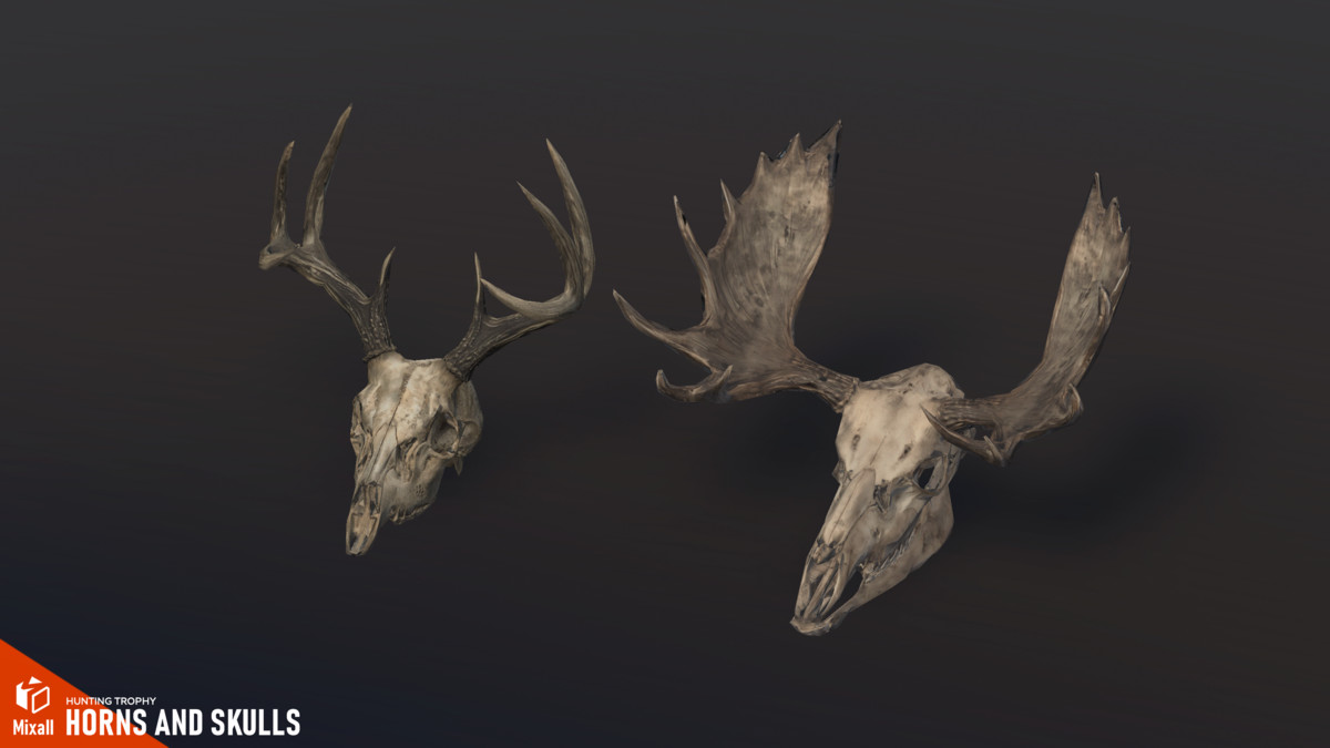 Horns and Skulls – Hunting Trophy