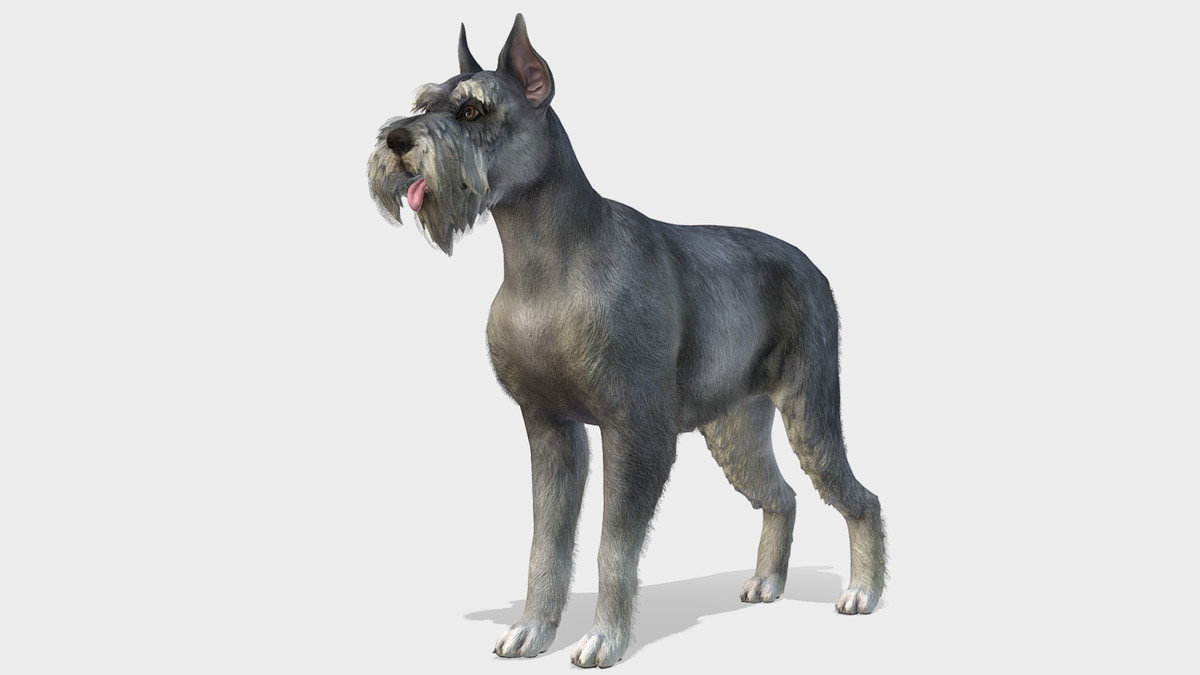 Dog - Schnauzer