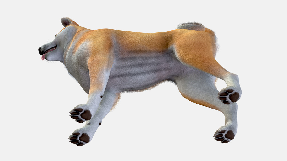 Dog - Akita Inu