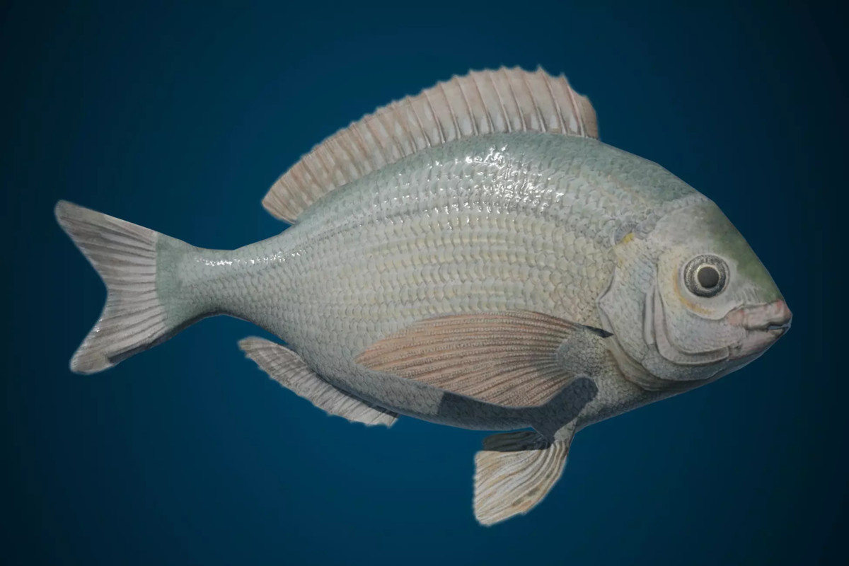 Animated sealife bundle