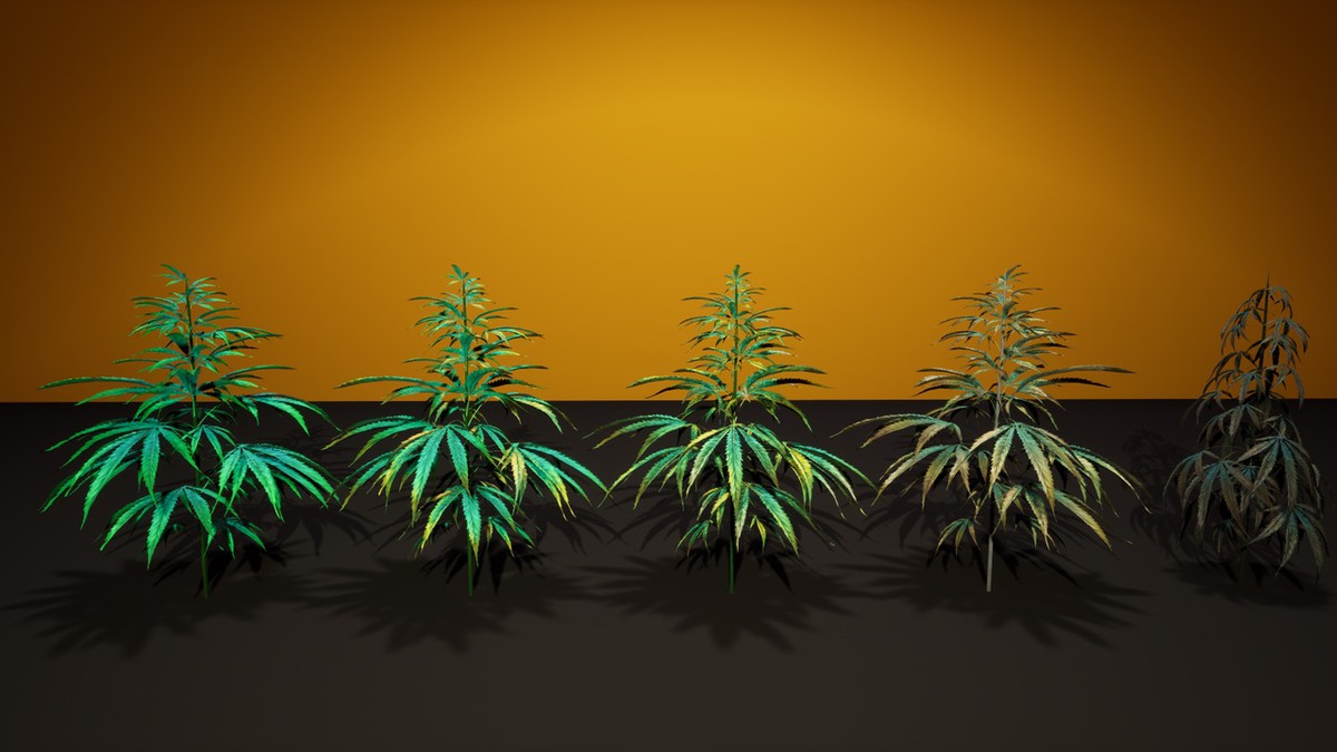 Cannabis (Hemp) Plant 3D Models Pack