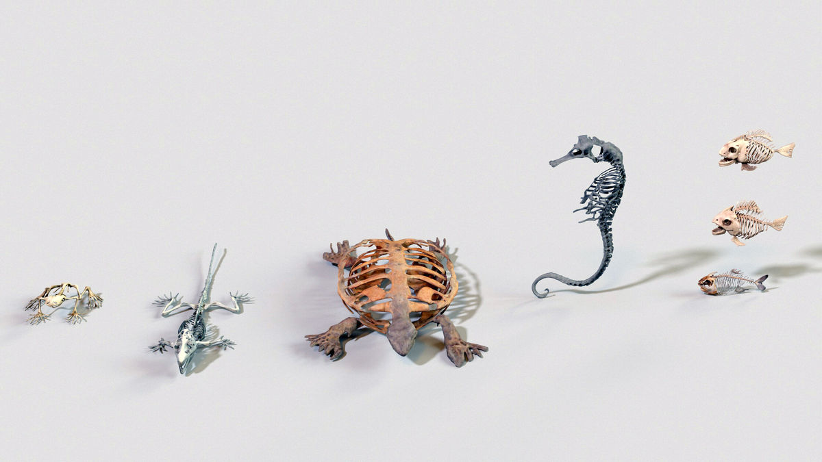 Ultimate Skeleton and Skull Pack. Game-ready low-poly assets