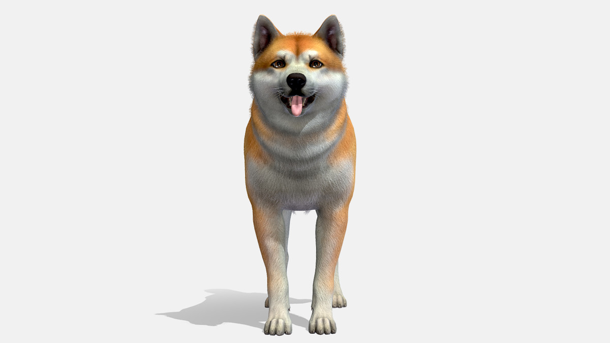 Dog - Akita Inu