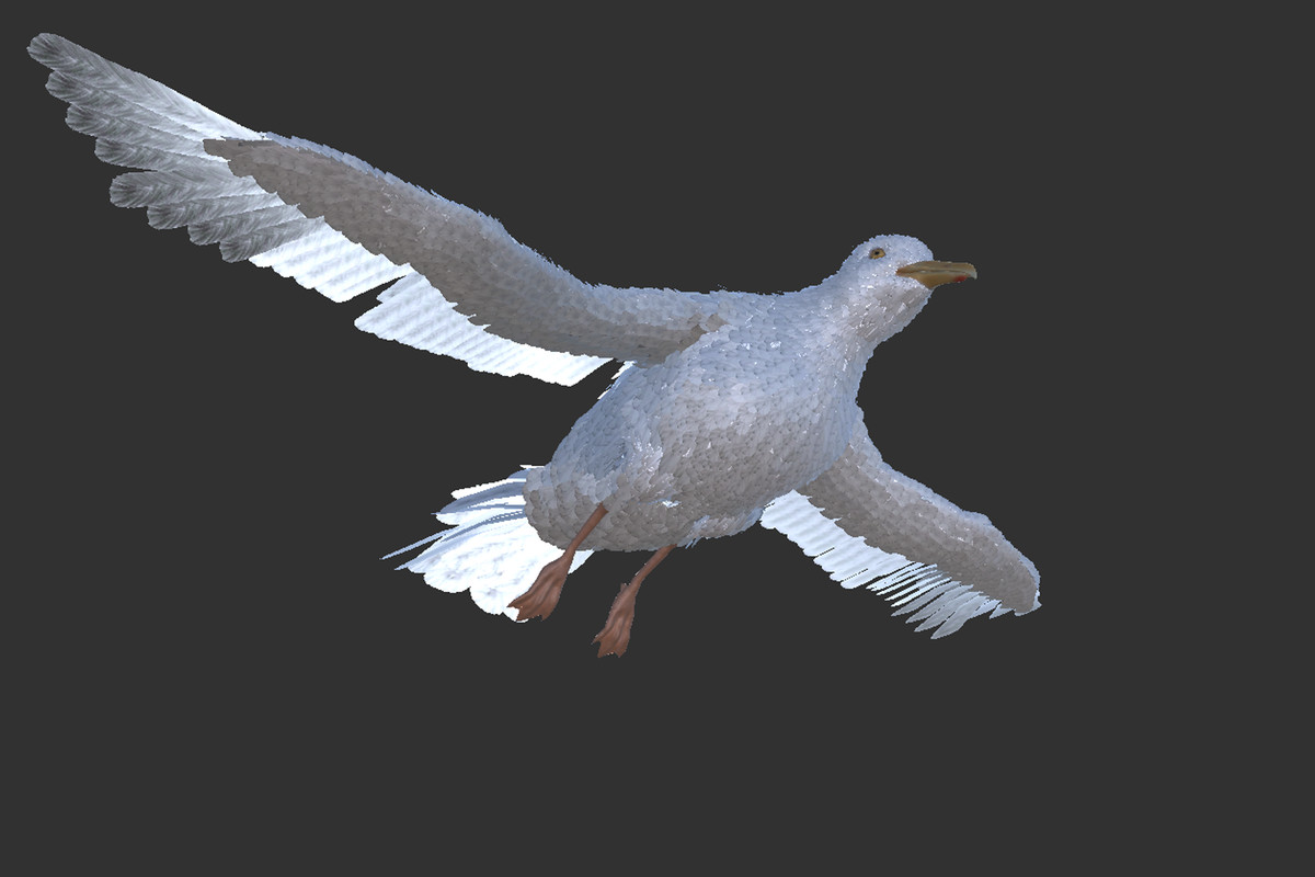 Seagull Feathered