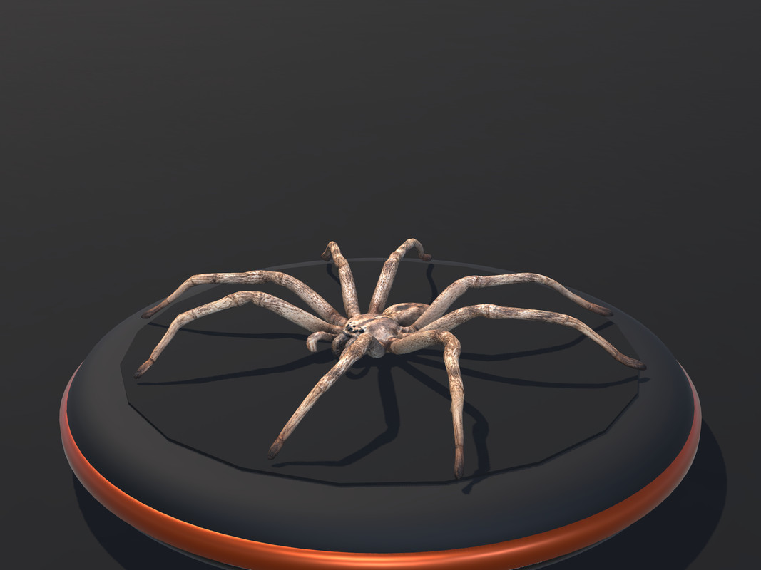 Arachnid Collection — 4 Animated Spiders