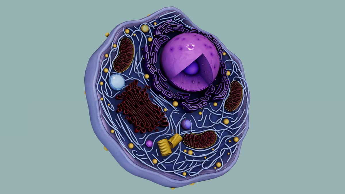 Eukaryotic Animal Cell - Cross Section