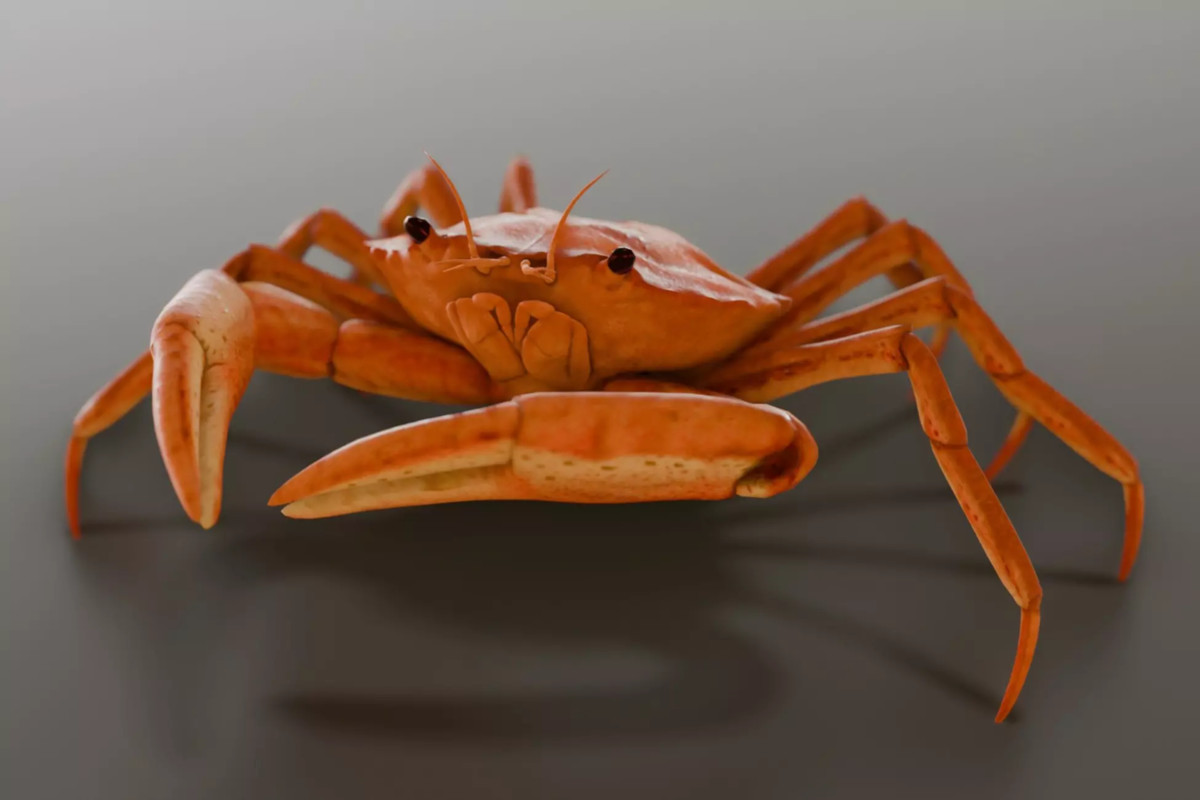 Animated sealife bundle