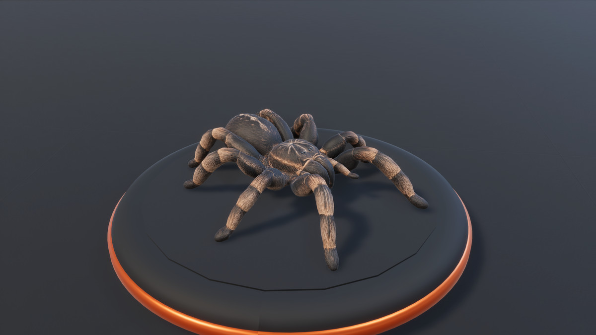 Arachnid Collection — 4 Animated Spiders