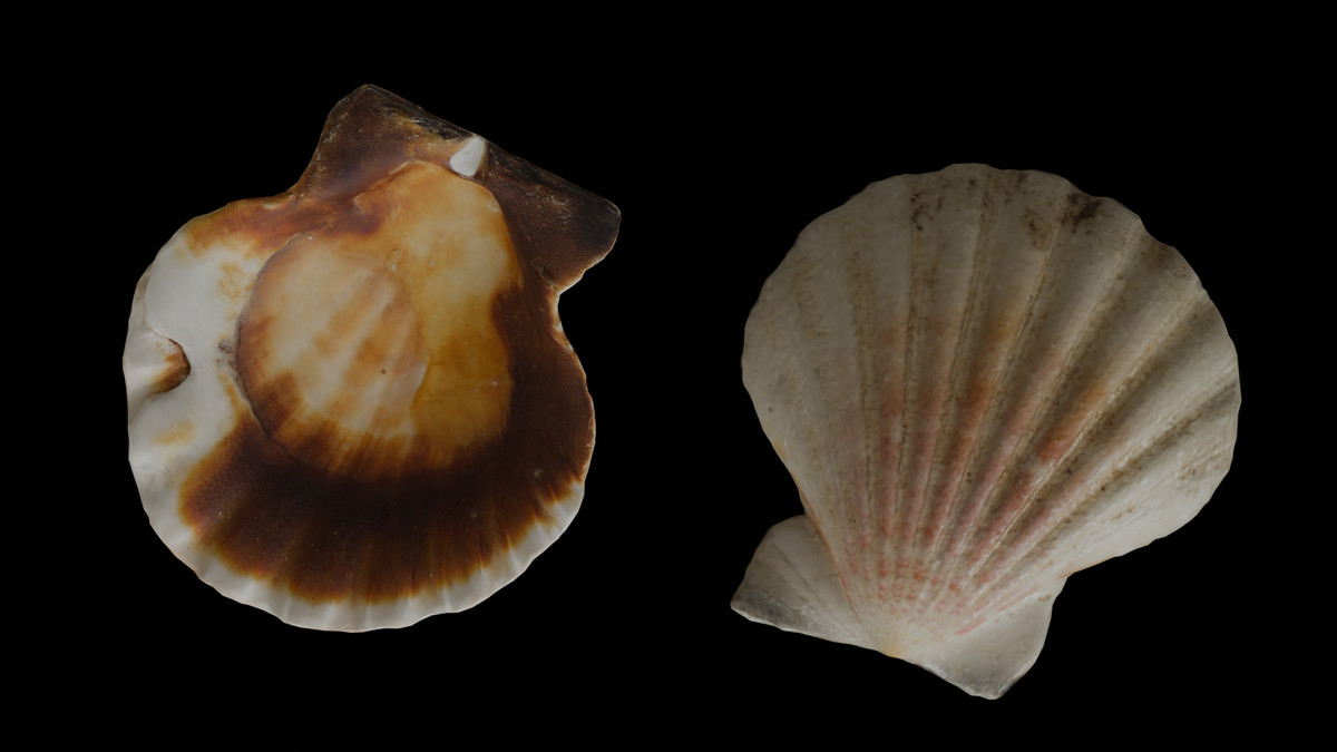 SeaShells Pack Vol 1