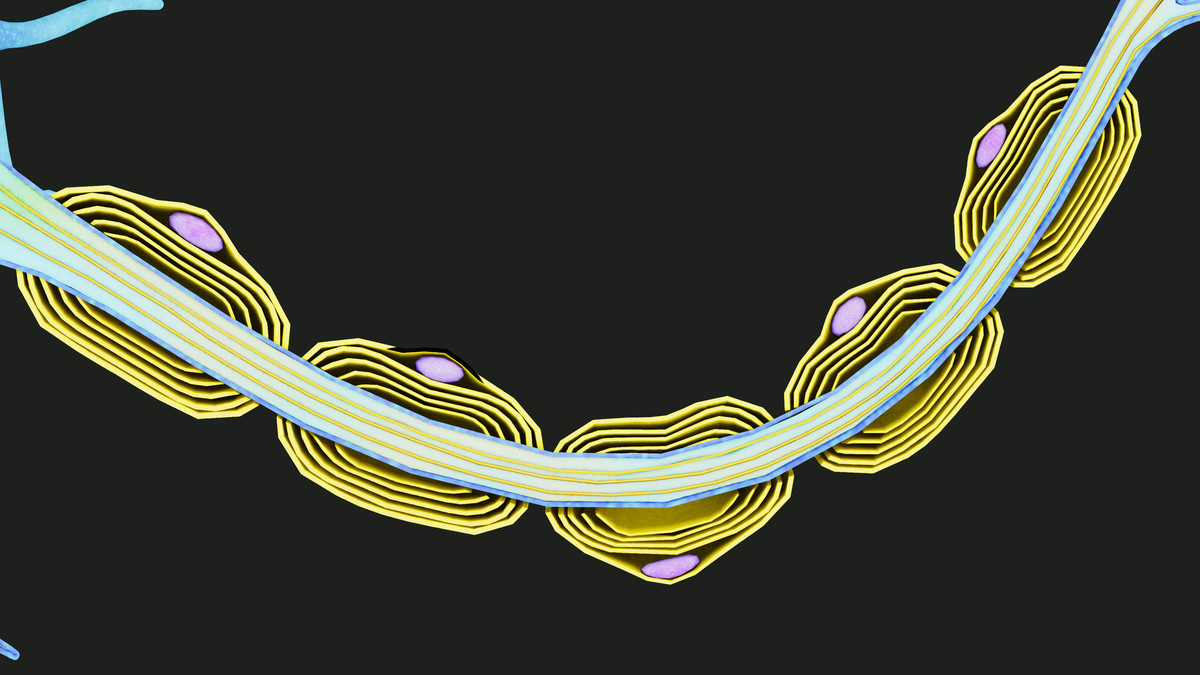 Neuron Nerve Cell -Cross Section