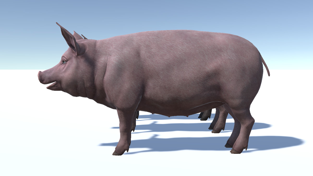 Pig - Female