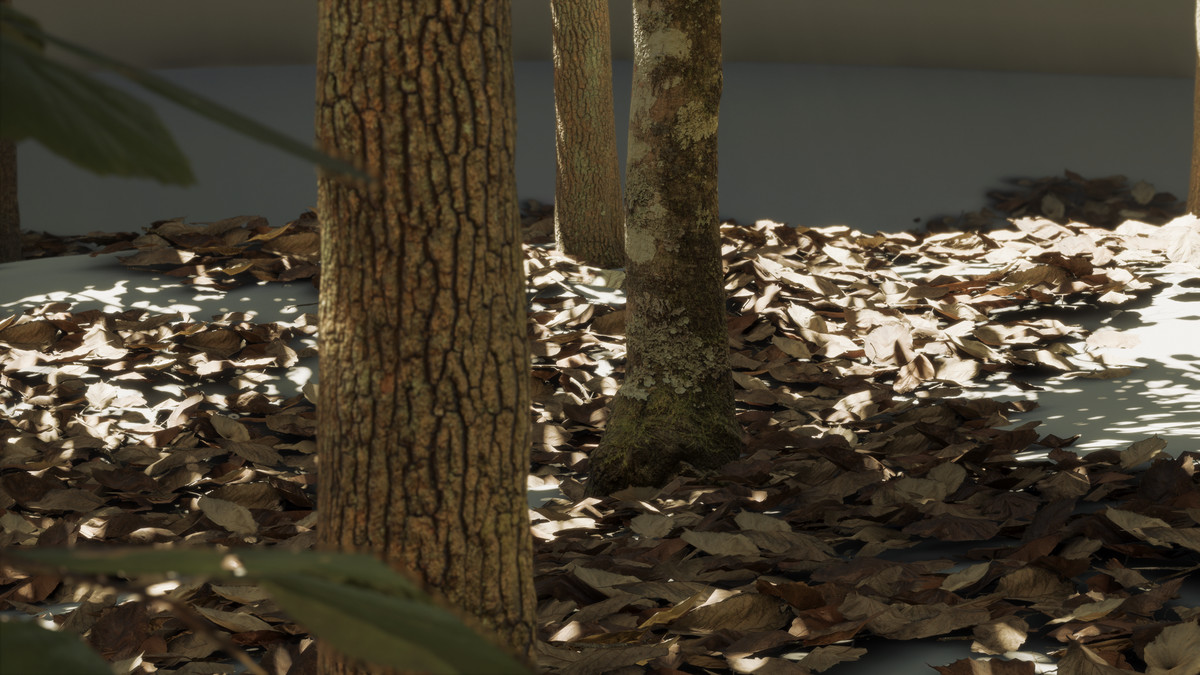 Forest Oak Trees