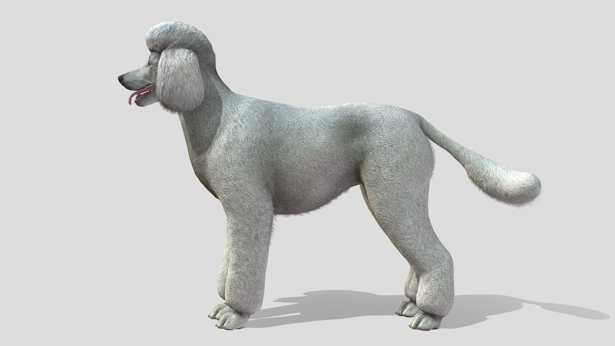 Dog - Poodle