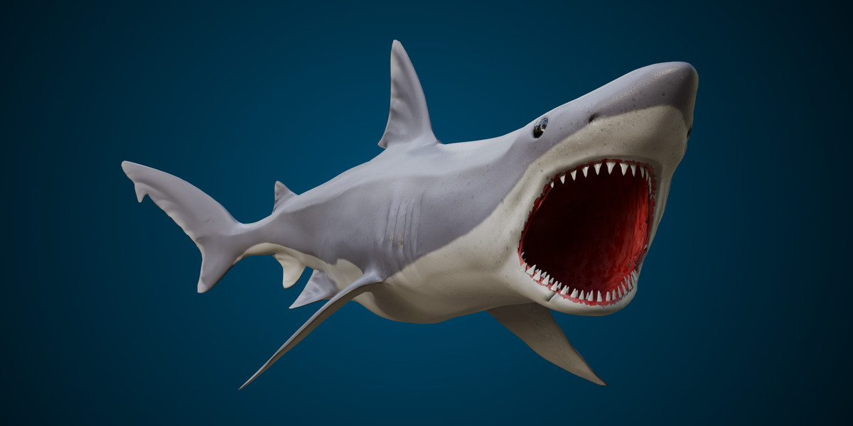 Animated Shark (01)