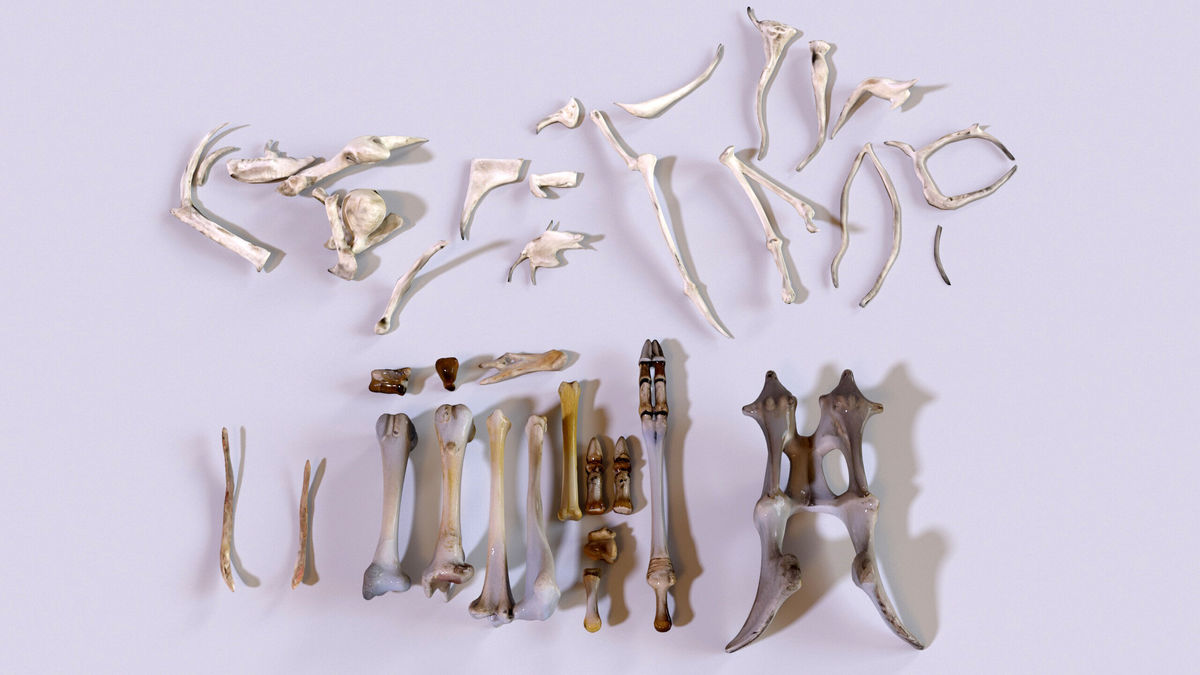 Ultimate Skeleton and Skull Pack. Game-ready low-poly assets