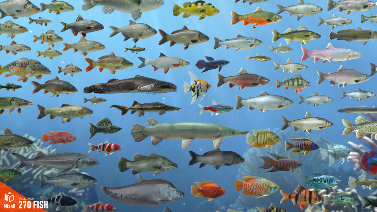 270 fish - Full pack