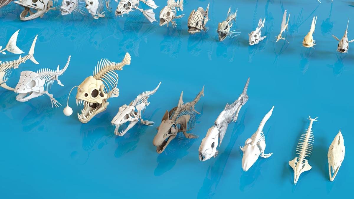 Fish and Underwater Creatures Skeleton Collection – Marine Bone 3D Asset Pack