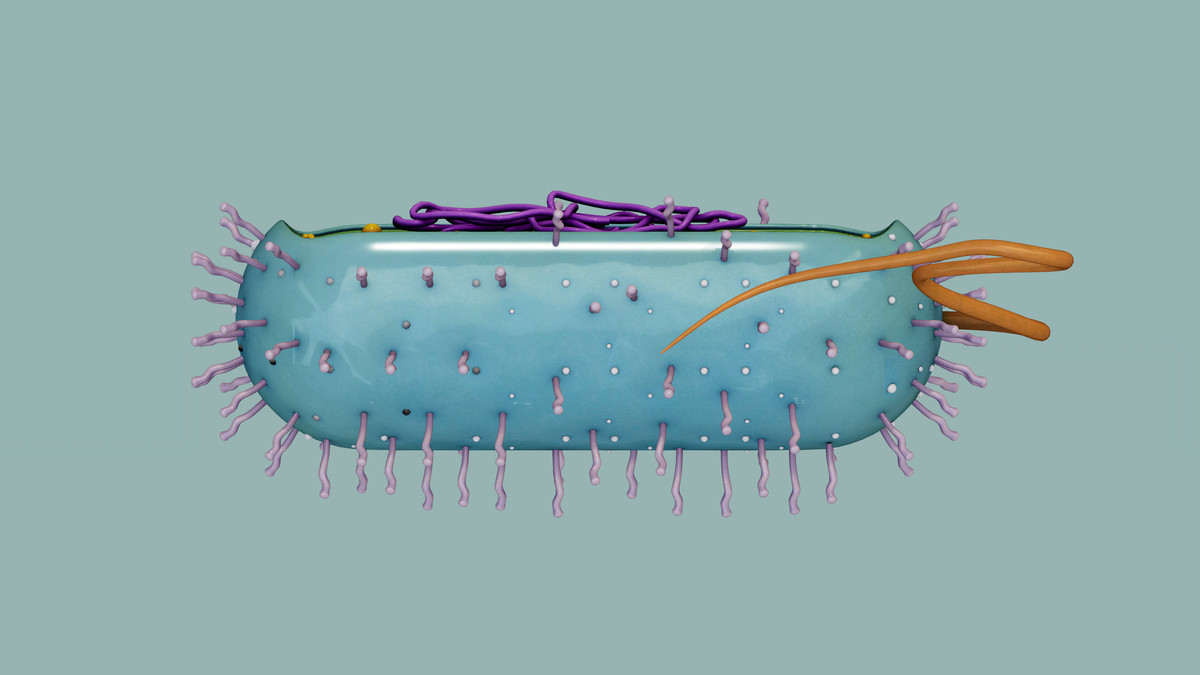 Prokaryotic Bacteria Cell - Cross Sections