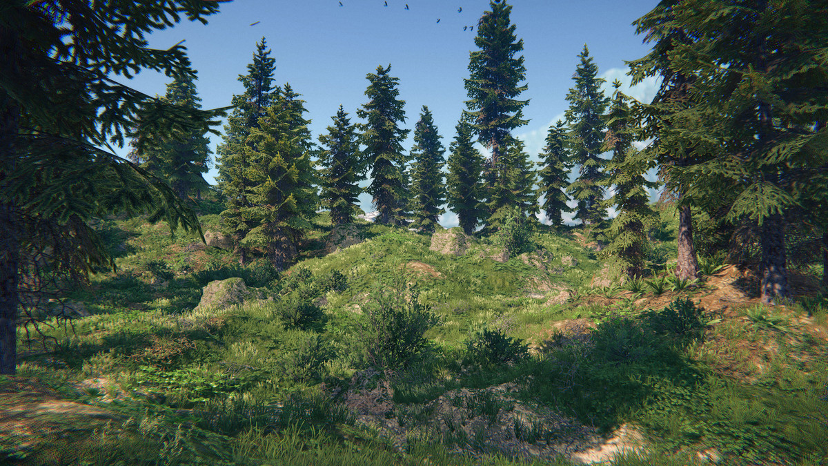 Spruce Forest