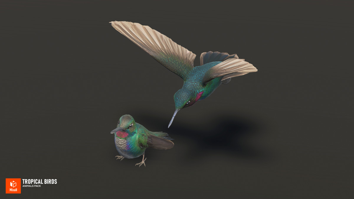 Tropical birds - animals pack