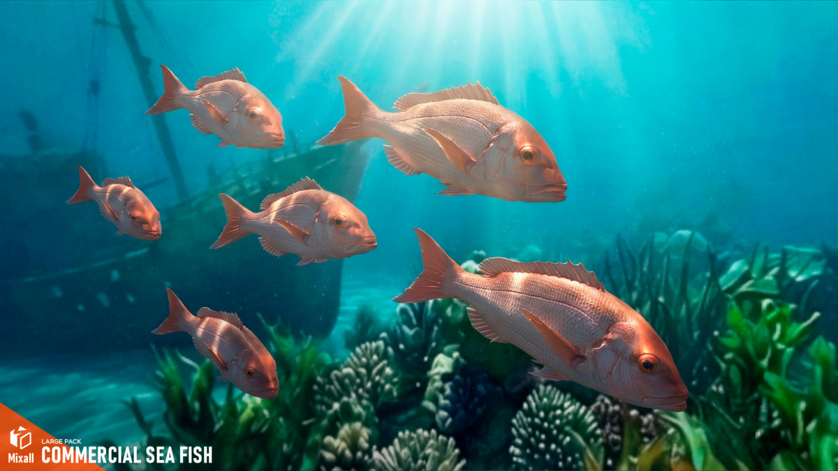 Commercial sea fish - large pack