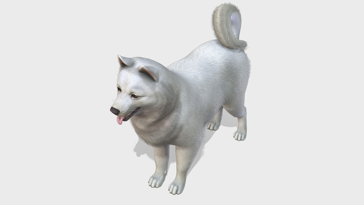 Dog - Samoyed