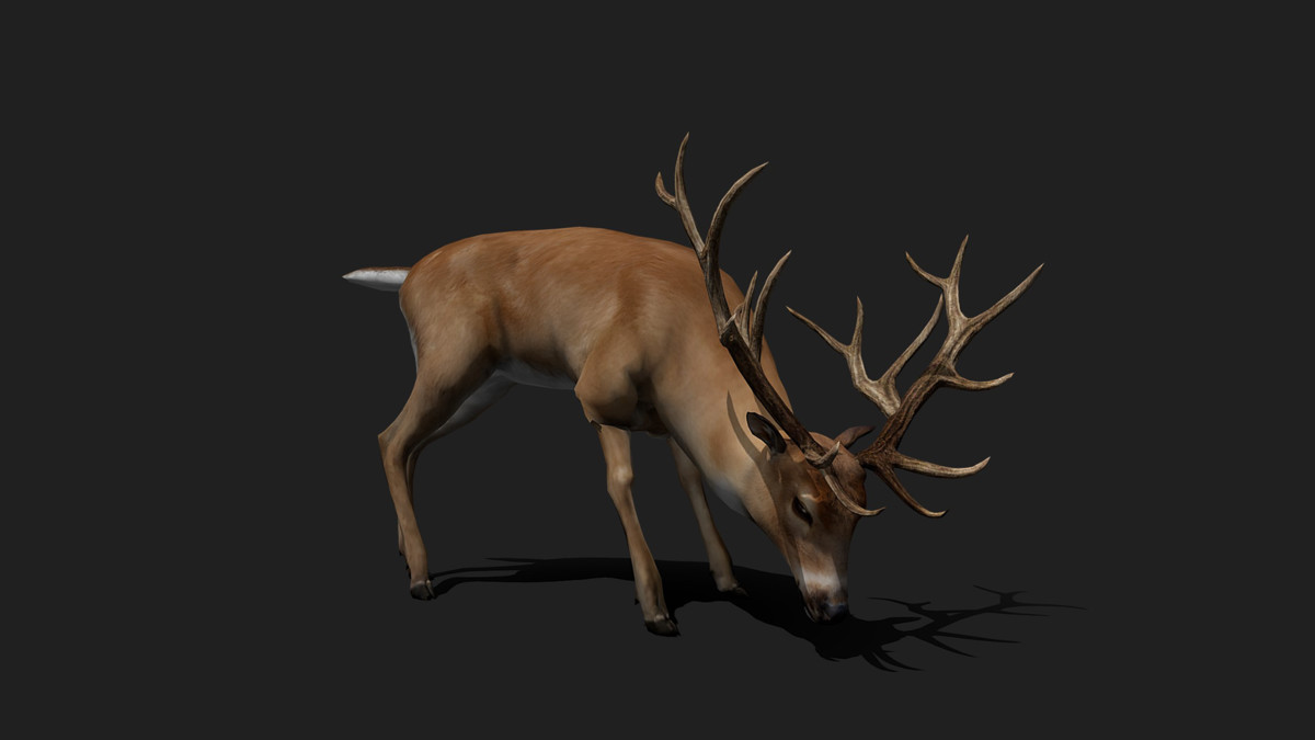 WILDPOLY - Animated Animals – Realistic Pack