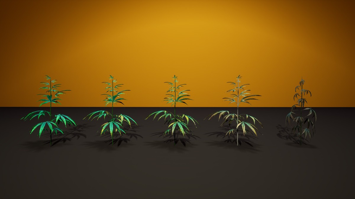 Cannabis (Hemp) Plant 3D Models Pack