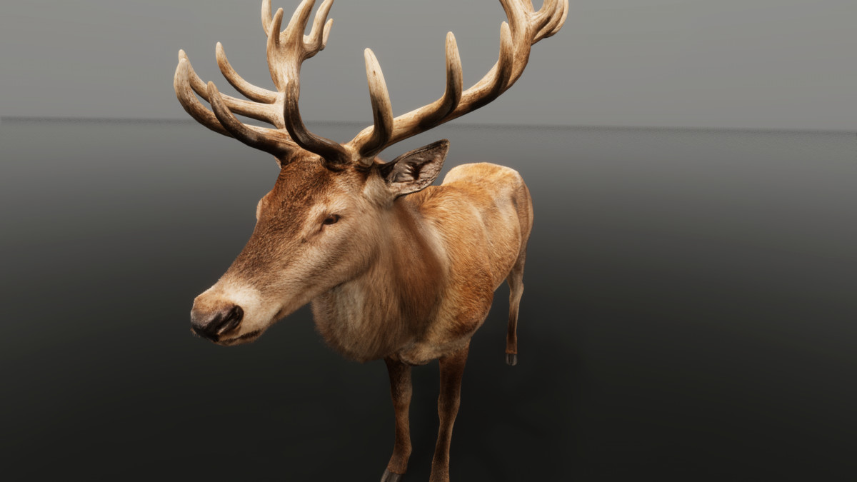 Realistic Deer & Moose – Animated Wildlife Pack