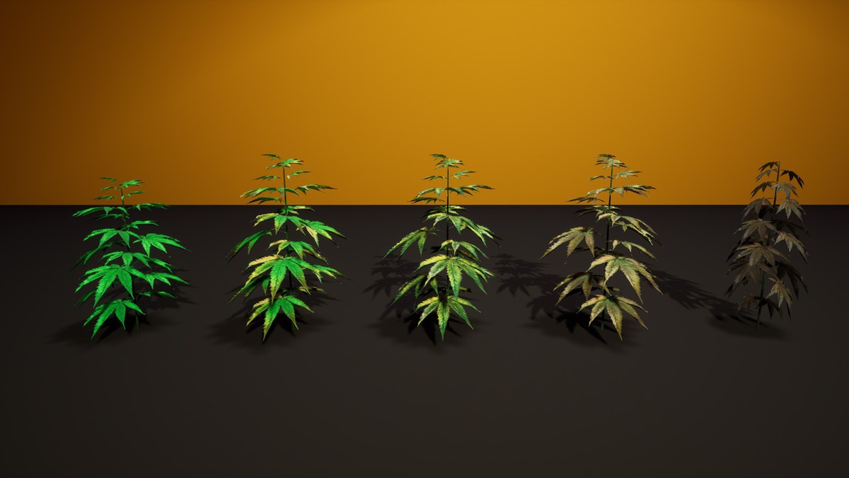 Cannabis (Hemp) Plant 3D Models Pack