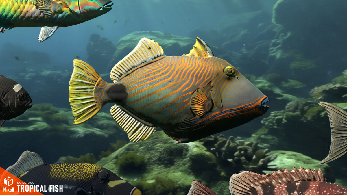 Tropical fish - large pack