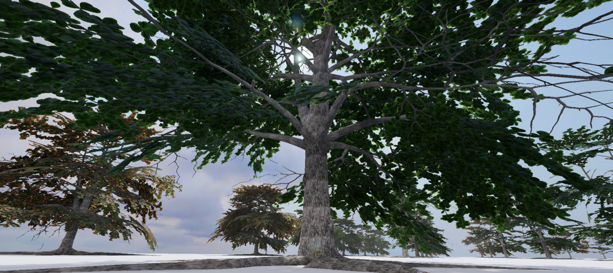 WG Indian Almond Tree Pack
