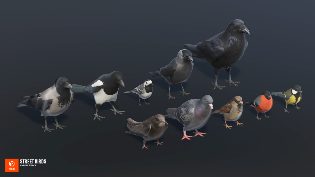 Street birds - animals pack