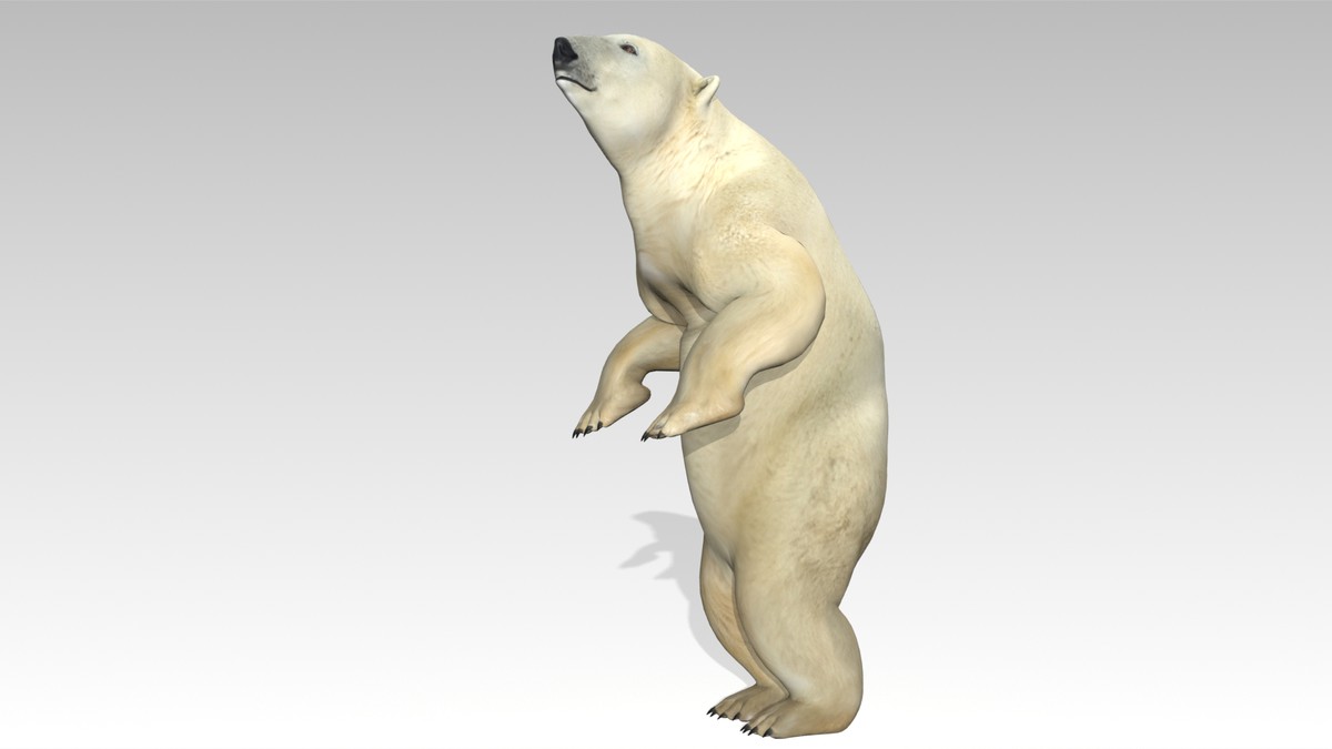 Polar Bear Animated