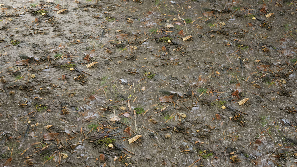 Realistic Materials - Forest Ground 2