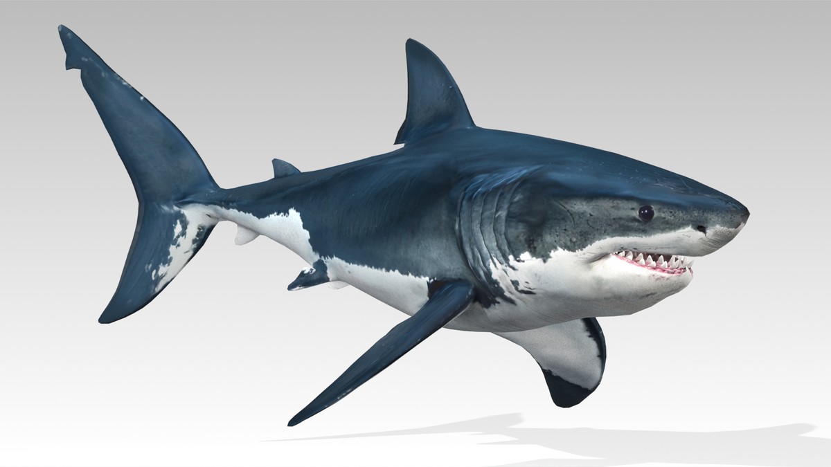Great White Shark Animated