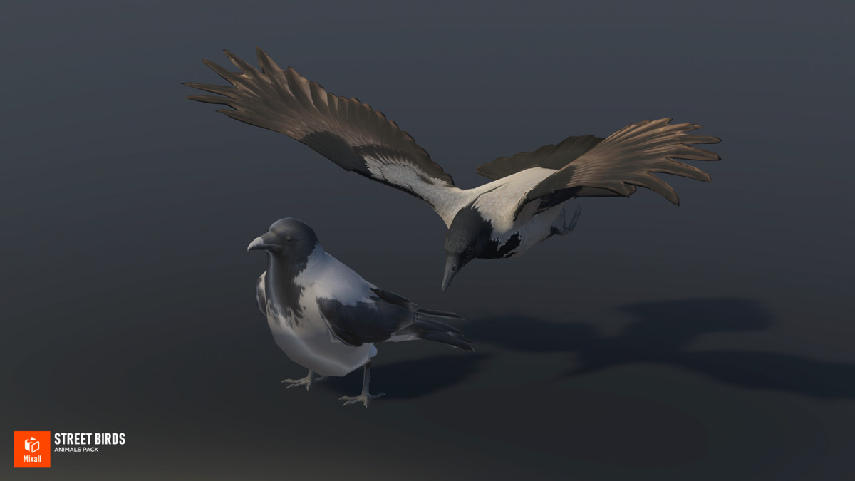 Street birds - animals pack