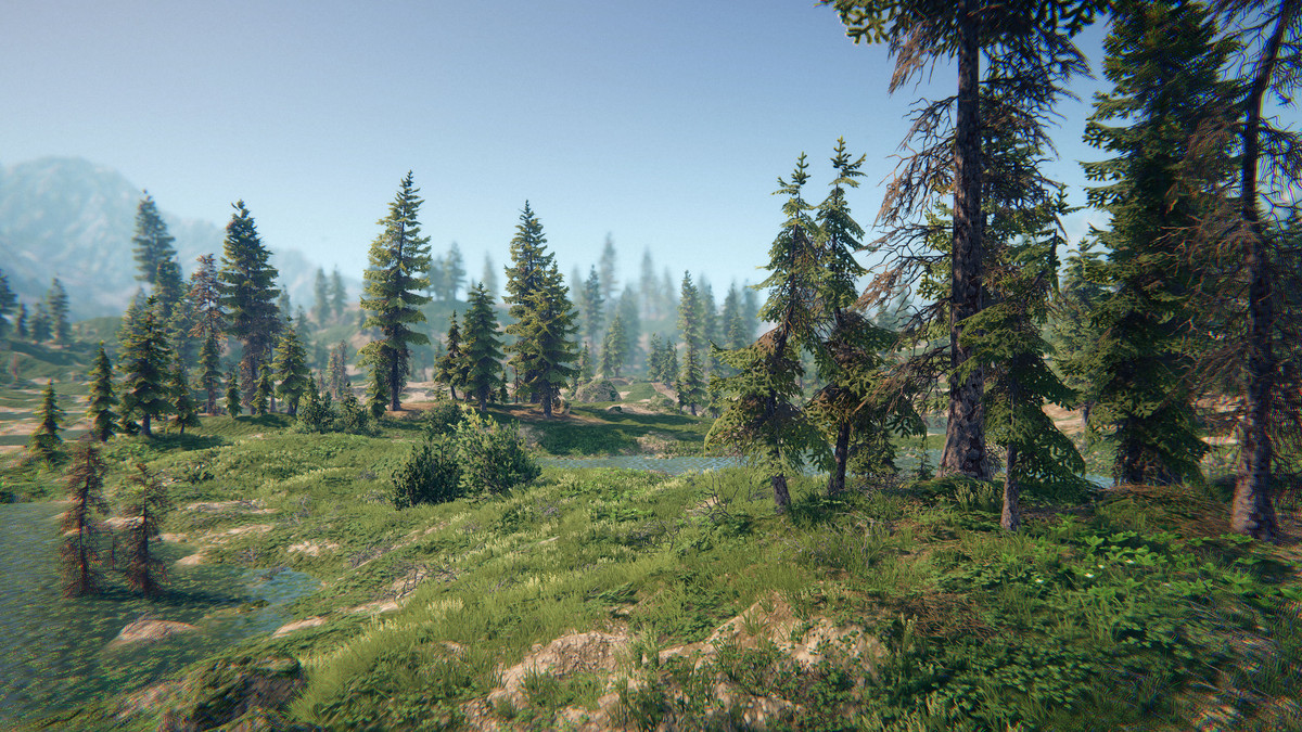 Spruce Forest