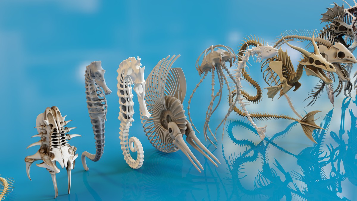 Fish and Underwater Creatures Skeleton Collection – Marine Bone 3D Asset Pack