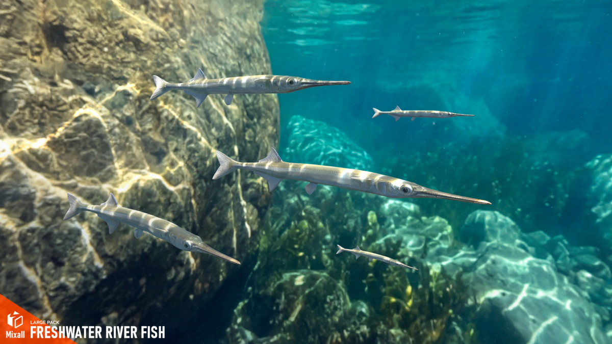 Freshwater river fish - large pack