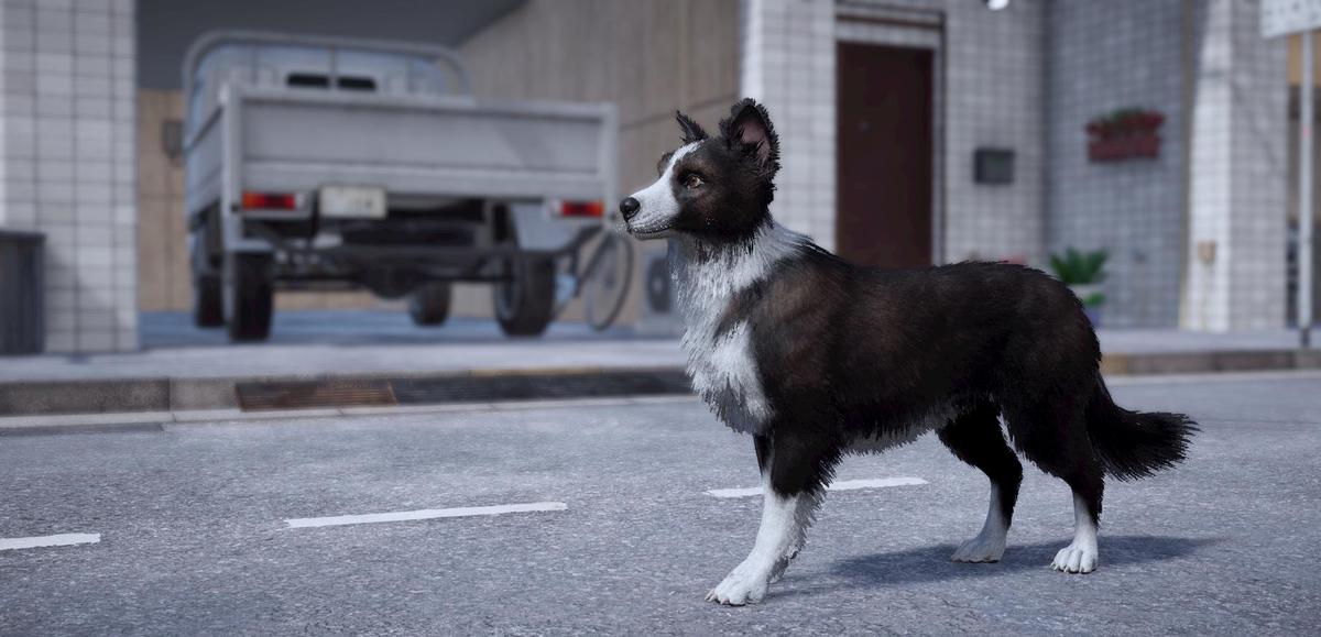 Skye the Border Collie (Dog)