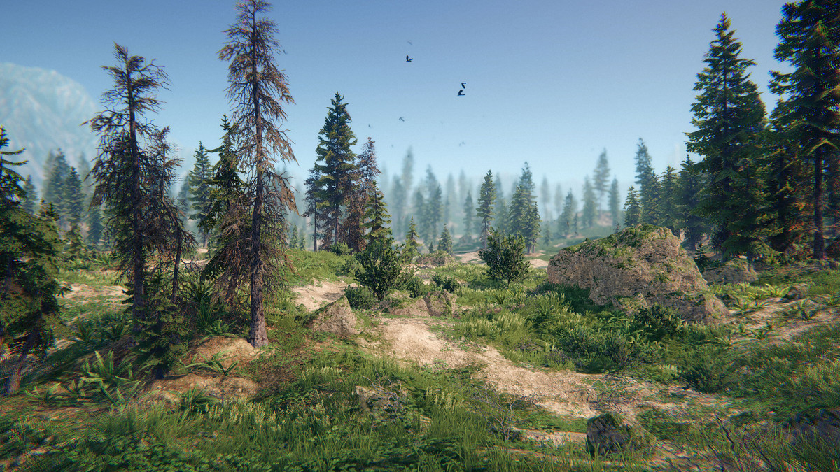 Spruce Forest