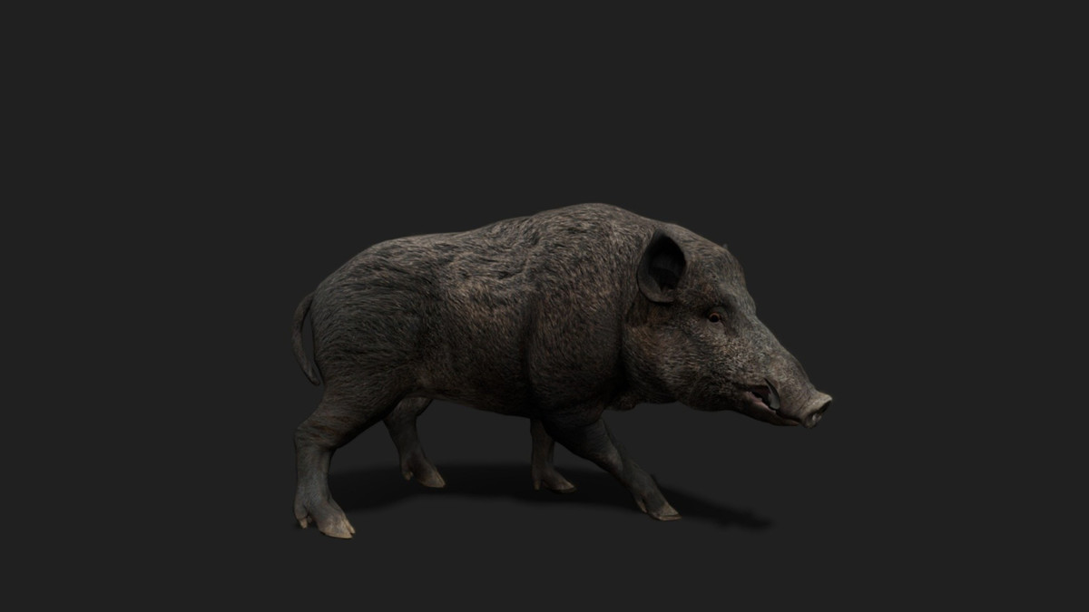WILDPOLY - Animated Animals – Realistic Pack
