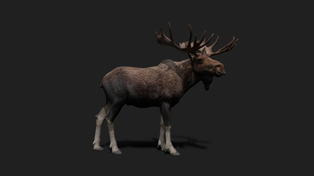 WILDPOLY - Animated Animals – Realistic Pack