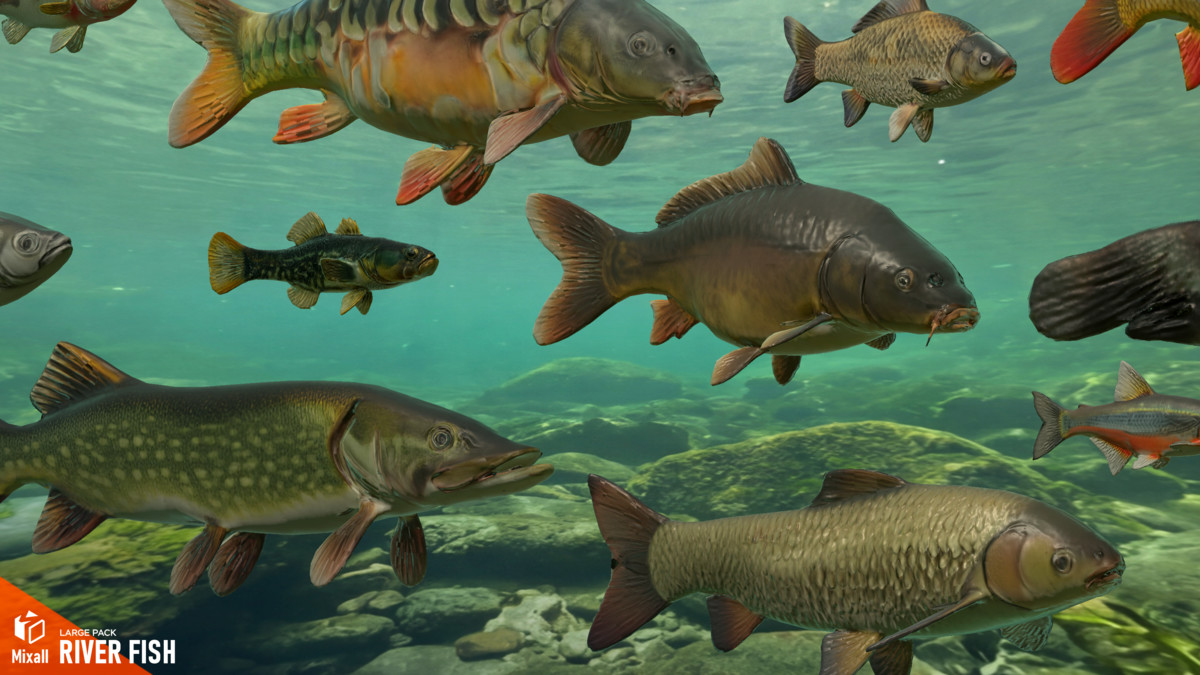 River fish - large pack