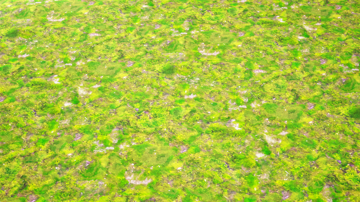 Stylized Materials - Moss 1