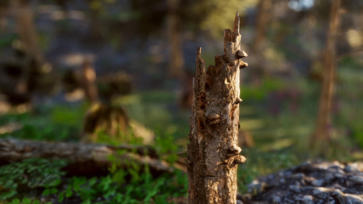 Mountain Forest Stumps