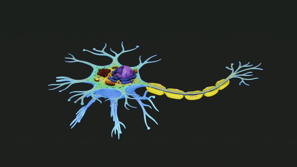 Neuron Nerve Cell -Cross Section
