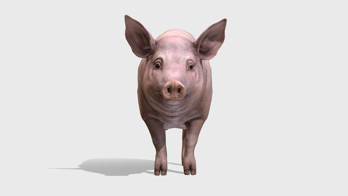 Pig - Female