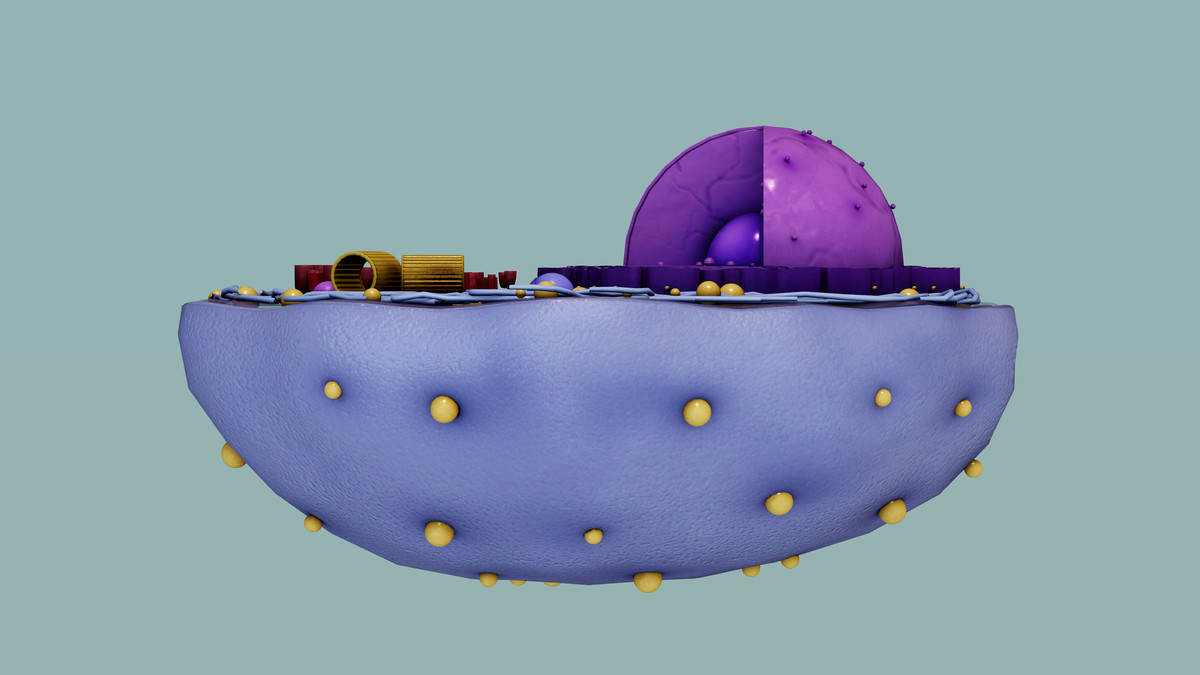 Eukaryotic Animal Cell - Cross Section
